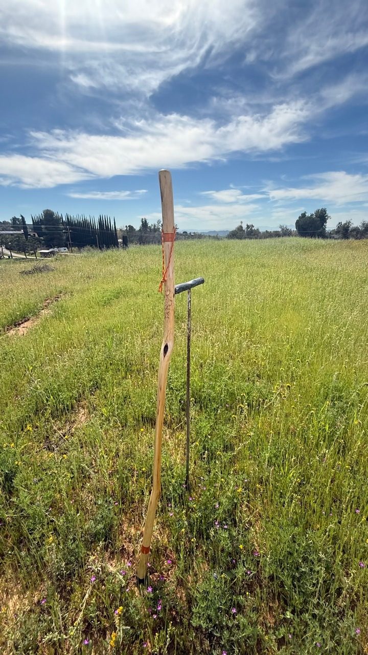 A tall light-wood walking staff standing in a green meadow beneath a blue sky.